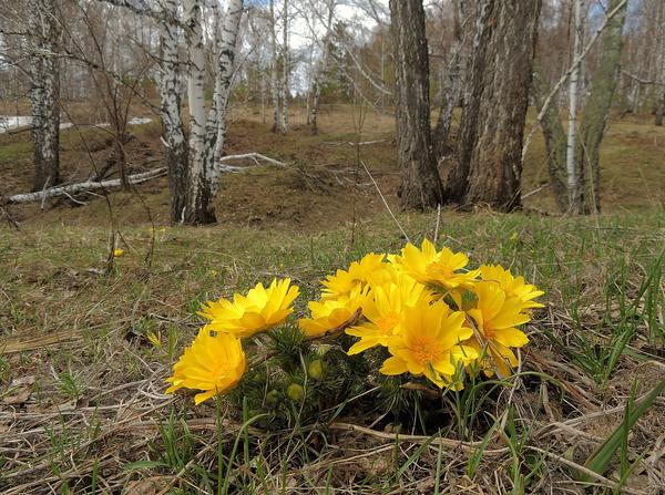 Адонис, он же горицвет, стародубка