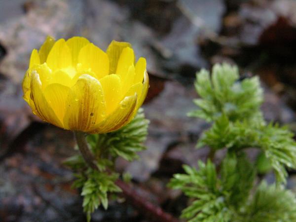 Адонис амурский (Adonis amurensis)