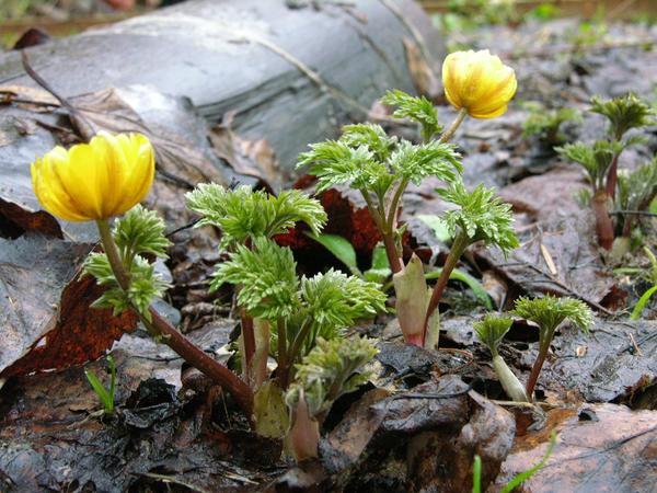 Адонис амурский (Adonis amurensis) зацветает очень рано весной