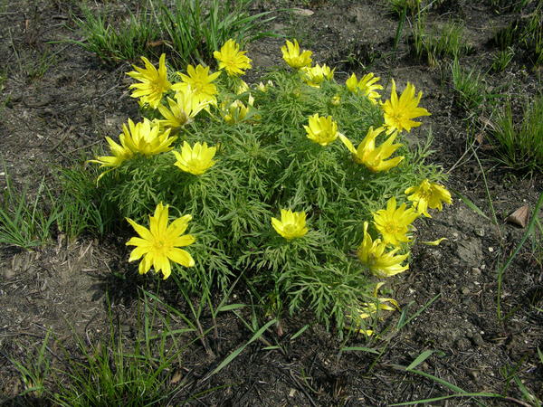 Адонис волжский (Adonis wolgensis)