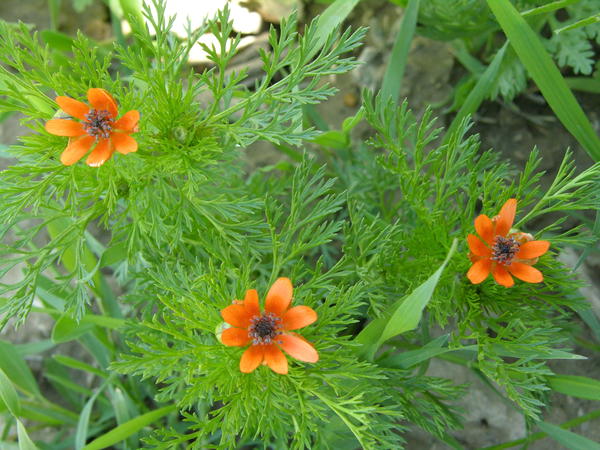 Адонис летний (Adonis aestivalis)