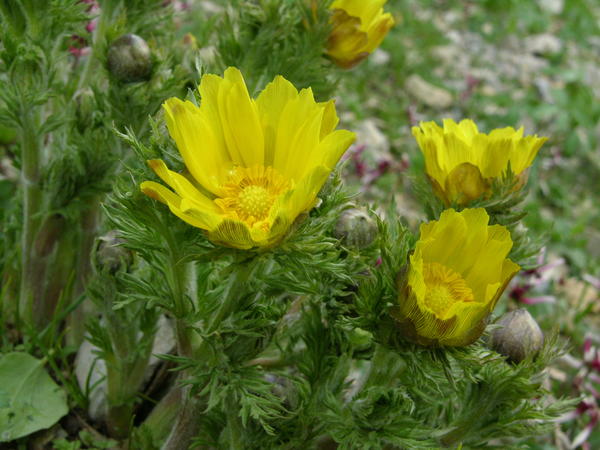 Адонис туркестанский (Adonis turkestanica)