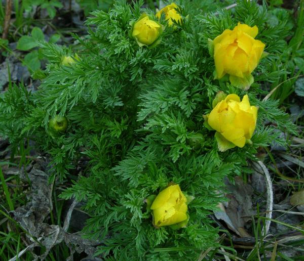 Адонис сибирский (Adonis sibiricus)