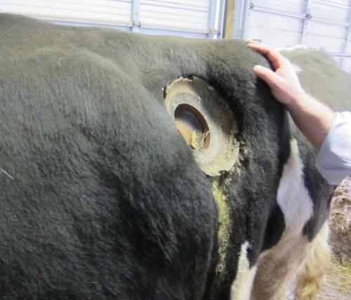 Дырка в животе. Коровий свищ - огромные дырки в животе коровы.