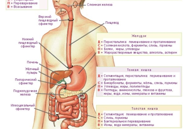 где находится желудок - Расположение и функции желудка