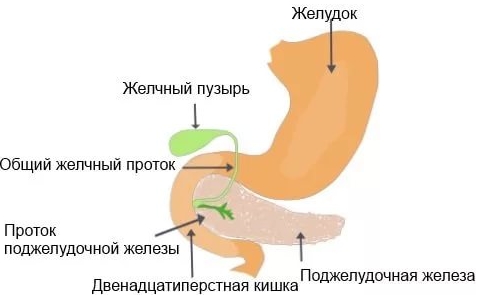 болит желудок или поджелудочная