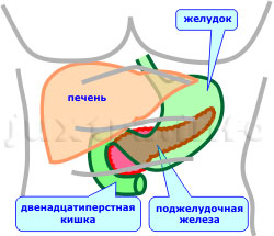 расположение поджелудочной железы