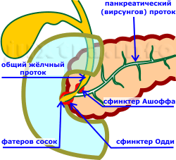 особенности впадения протока поджелудочной железы и общего жёлчного протока в двенадцатиперстную кишку