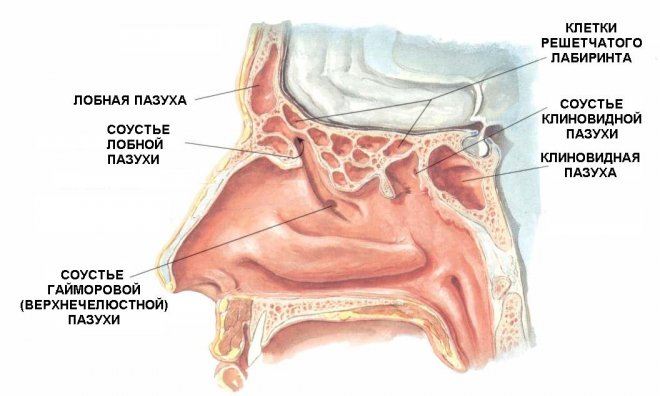 Околоносовые пазухи