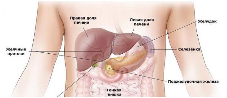 selezenka1 Функции селезенки в организме человека.