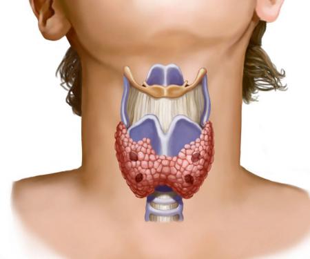 строение щитовидной железы