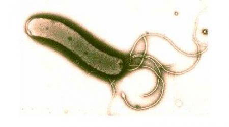бактерия со жгутиками