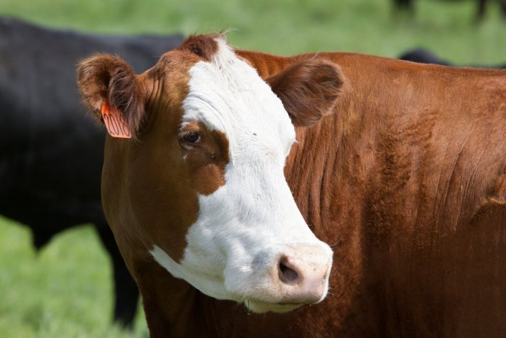 Коровье бешенство — тот ли вирус виновен?