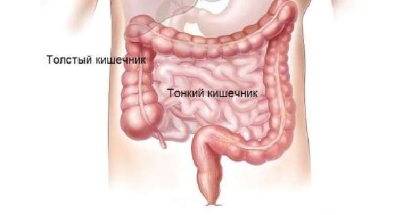 Толстый и тонкий кишечник