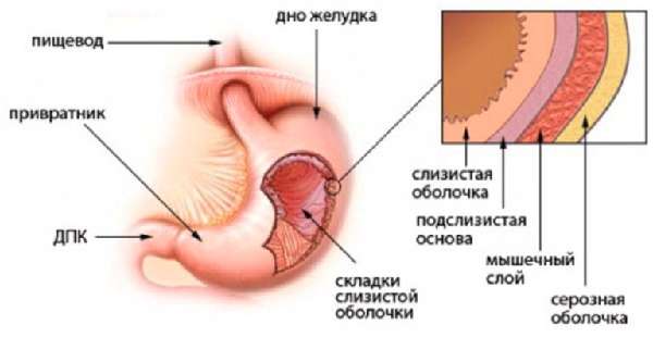 Привратник желудка