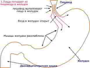 Пища из пищевода попадает в желудок