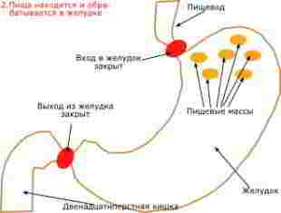 пища находится в желудке