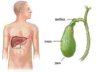 расположение желчного пузыря