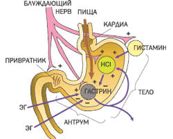 Повышенная кислотность желудка