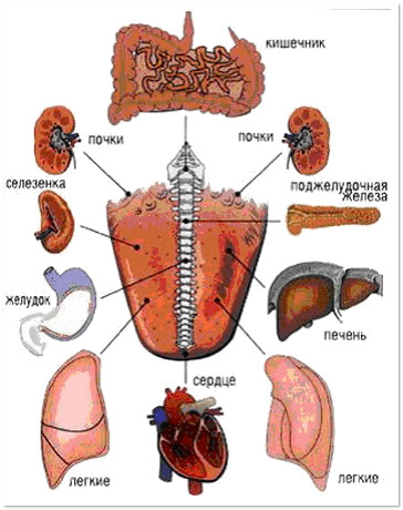 проекция органов на языке