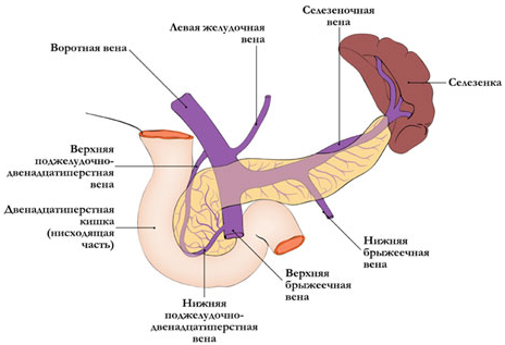 Строение поджелудочной железы человека