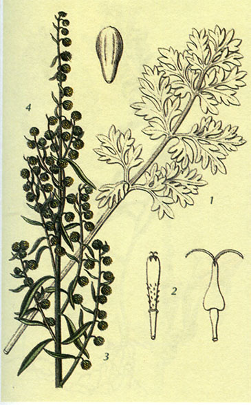 Полынь горькая Artemisia absinthium L.