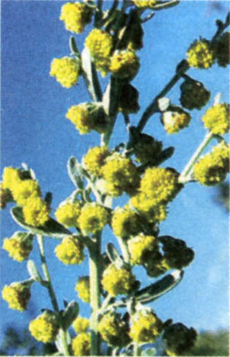 Цветы Artemisia absinthium L.