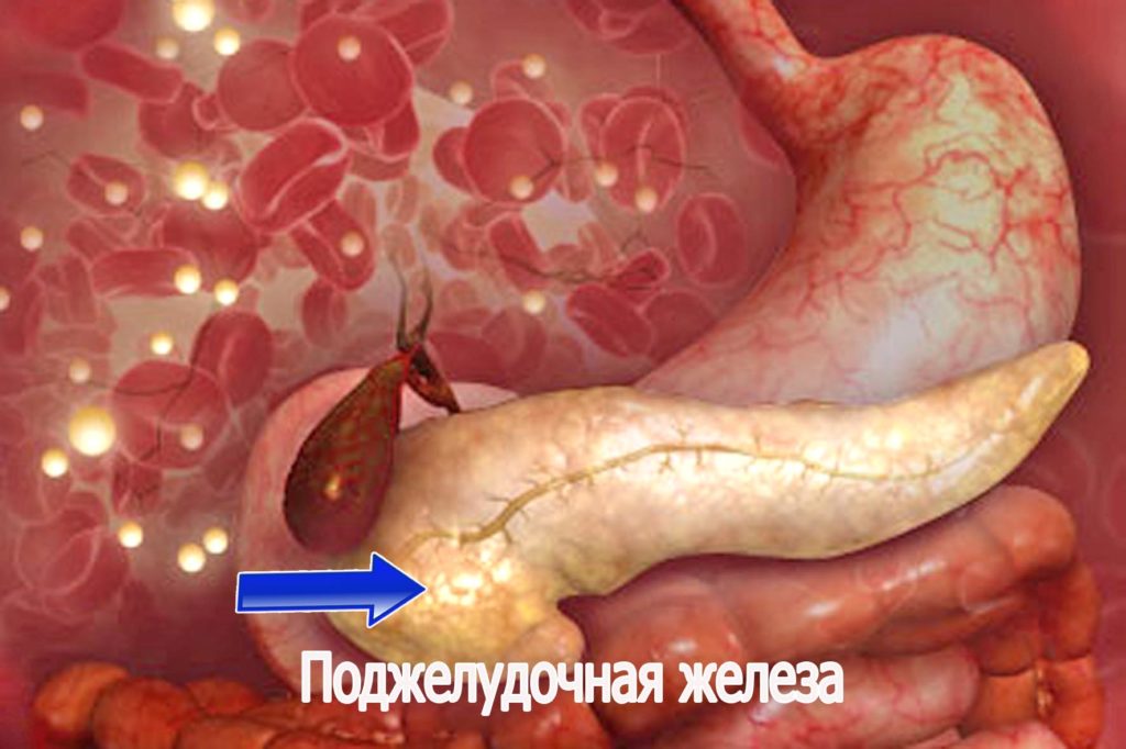Расположение поджелудочной железы, заболевания органа