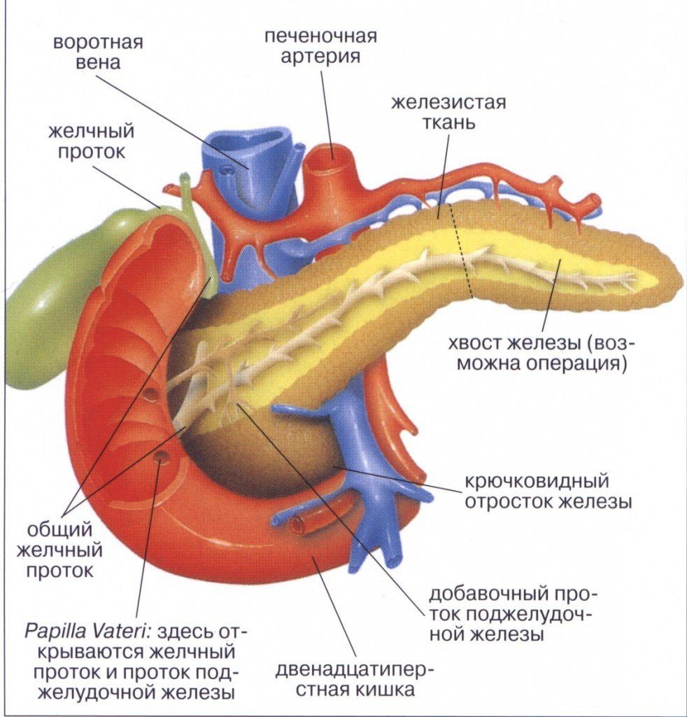 Расположение поджелудочной железы, заболевания органа