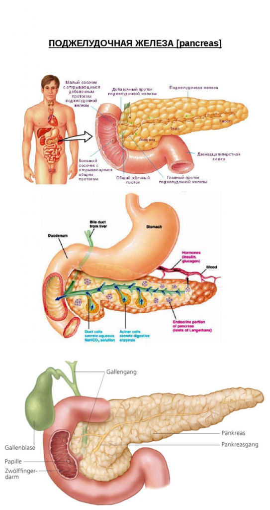 Расположение поджелудочной железы, заболевания органа