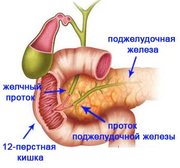 поджелудочная железа