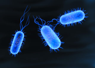 Бактерия Сальмонелла, проникая в организм вызывает понос и обезвоживание