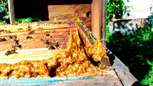 Пчелиный клей выступает как регенерирующее средство