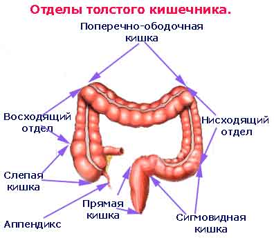 Анатомия