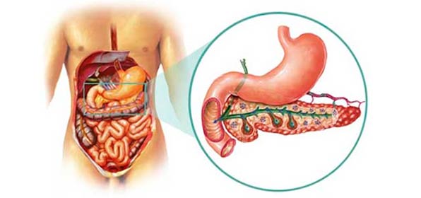 строение поджелудочной железы