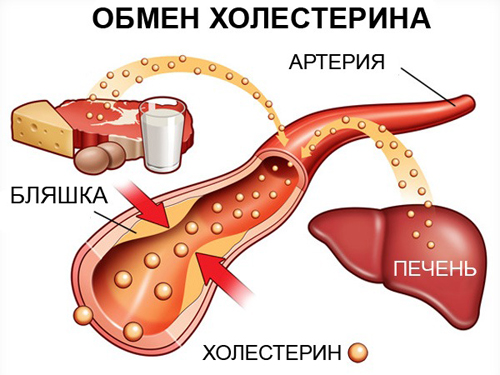 роль уровня холестерина в организме человека