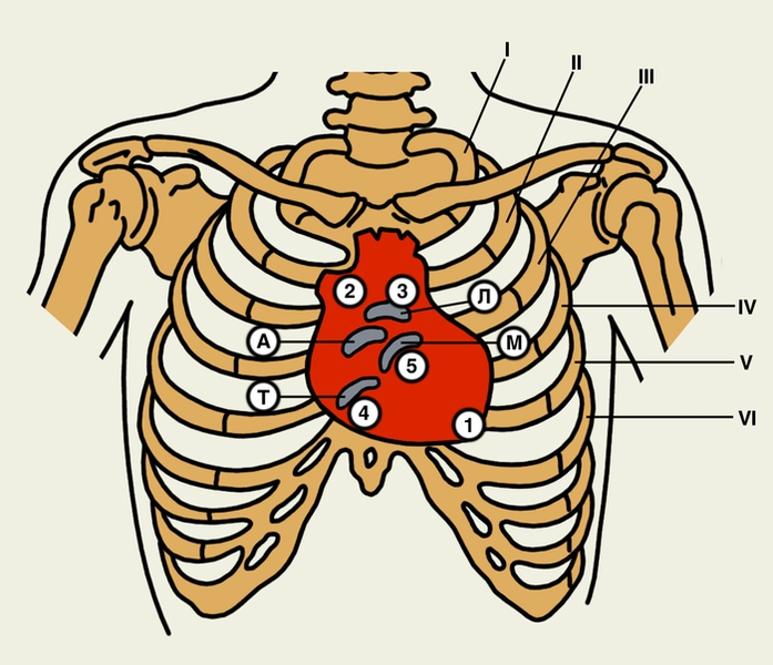 Тонкая кишка: строение органа и возможные заболевания