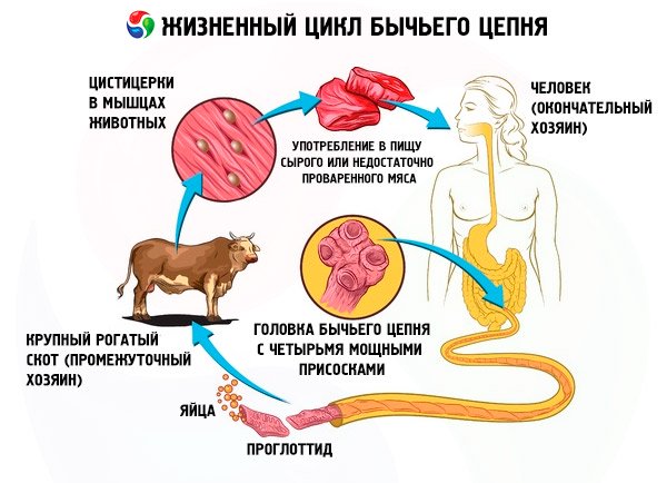 пути заражения бычьим цепнем