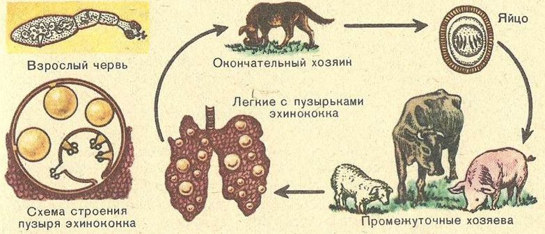 цикл аскариды