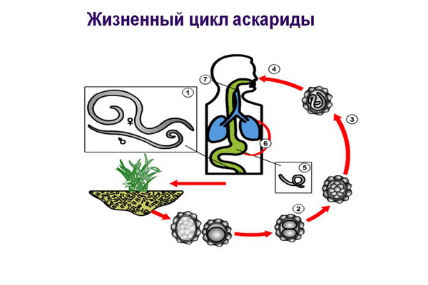 цикл аскариды