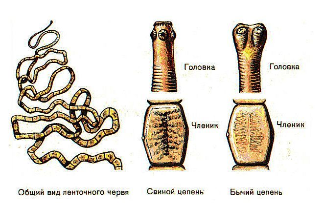 Бычий и свиной цепень