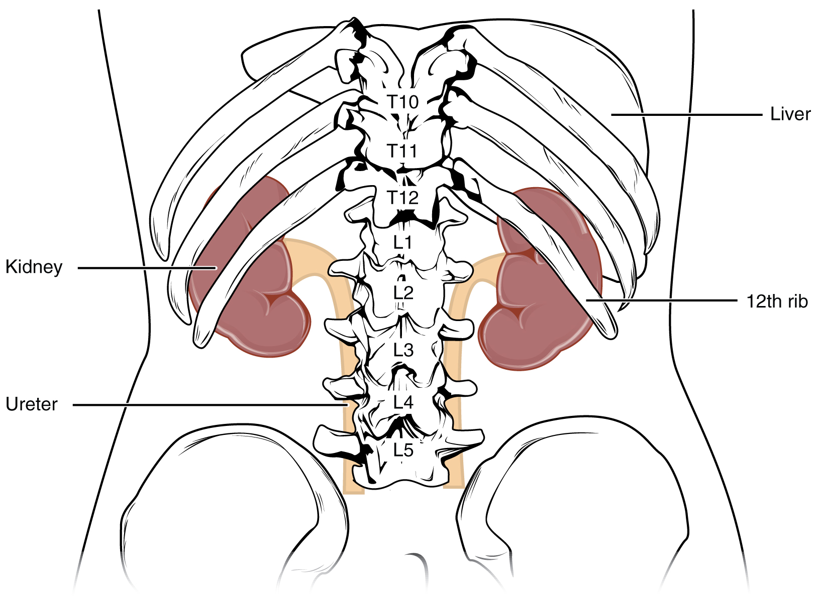 Болят ребра на спине справа. Анатомия человека почки расположение. Где расположены почки у человека фото. Внутренние органы человека схема расположения почки. Где находятся почки рисунок.