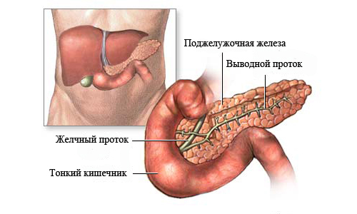 Расположение поджелудочной железы