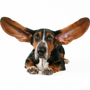 Здоровые уши у собак