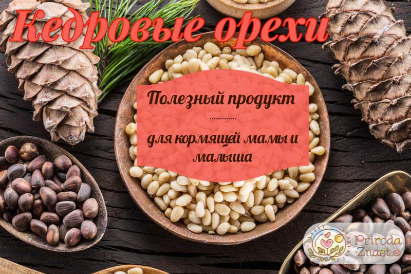 Кедровые орехи – полезный продукт