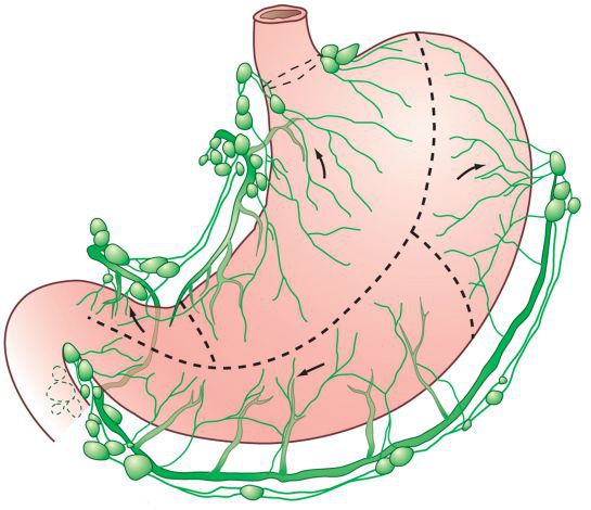Регионарные лимфоузлы желудка