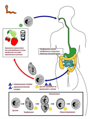 цикл инфицирования трофозоитом