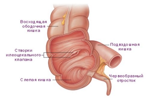 Slepaja-kishka