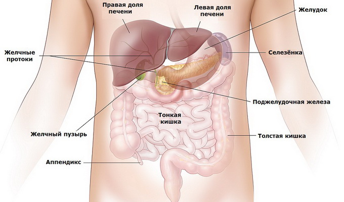 Строение ЖКТ