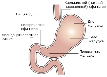 Строение пищеварительного органа